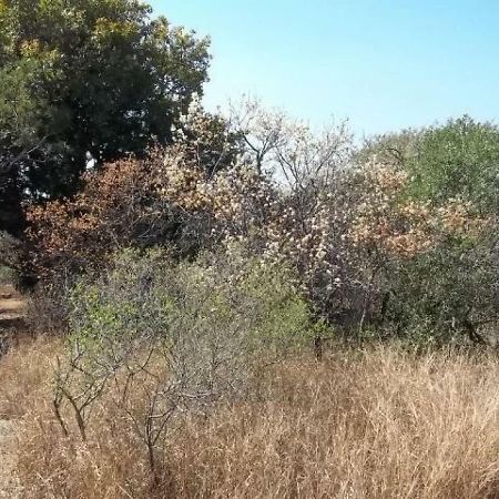 Aloes Bush Stay Hoedspruit Eksteriør bilde