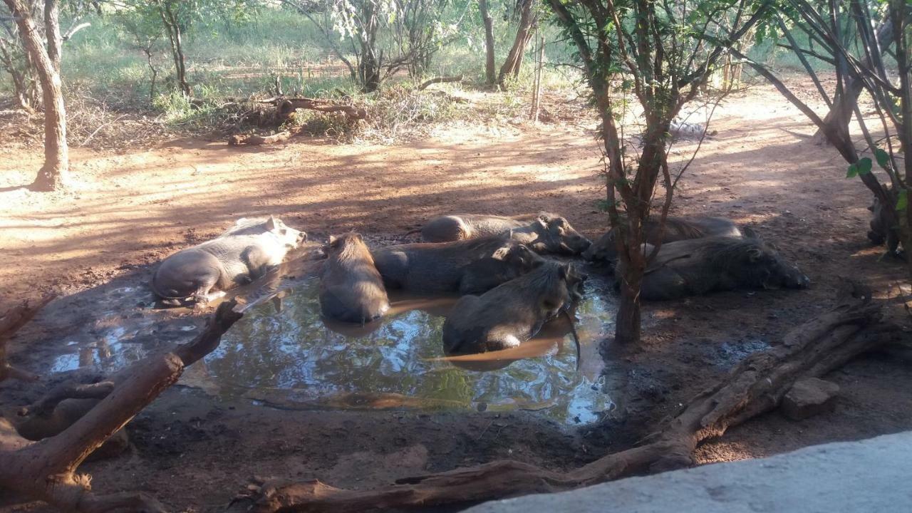 Aloes Bush Stay Hoedspruit Eksteriør bilde