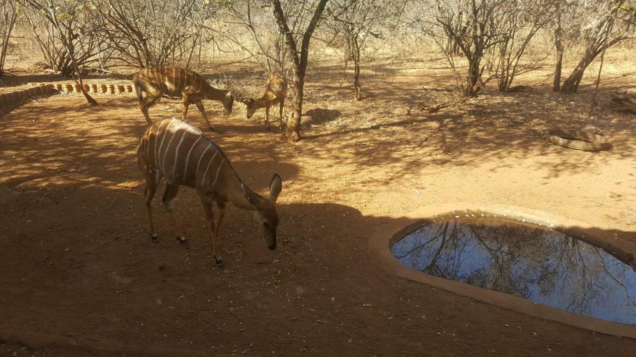 Aloes Bush Stay Hoedspruit Eksteriør bilde
