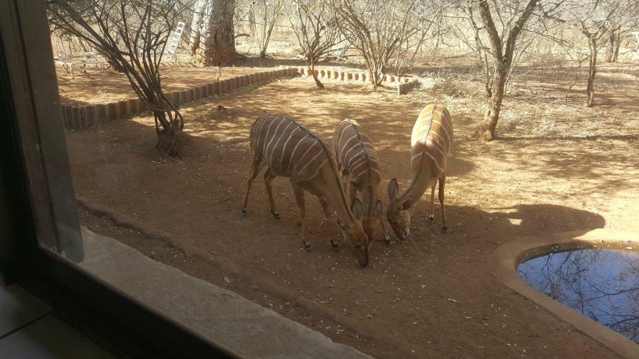 Aloes Bush Stay Hoedspruit Eksteriør bilde